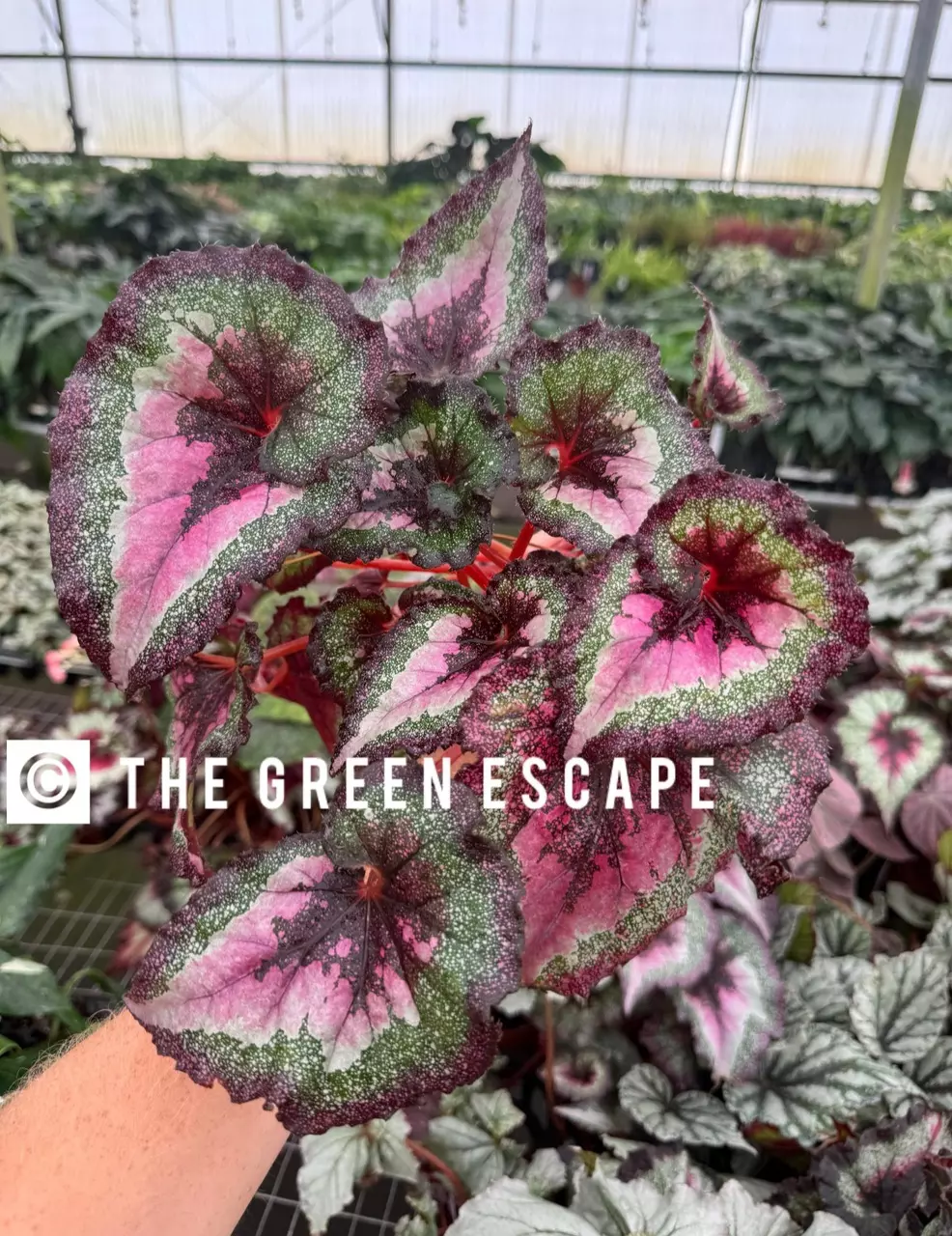 plant/Harmony love potion 4” pot growers choice-0