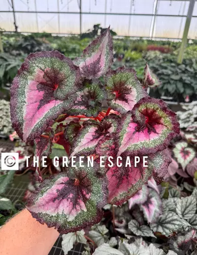 plant/Harmony love potion 4” pot growers choice-0-thumbnail