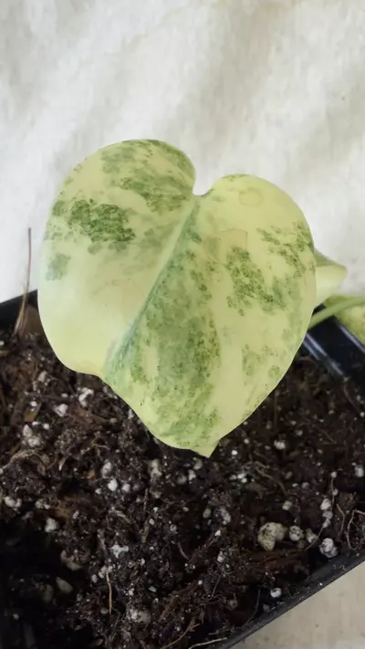 plant/Monstera Legacy - Exact Plant-1-thumbnail