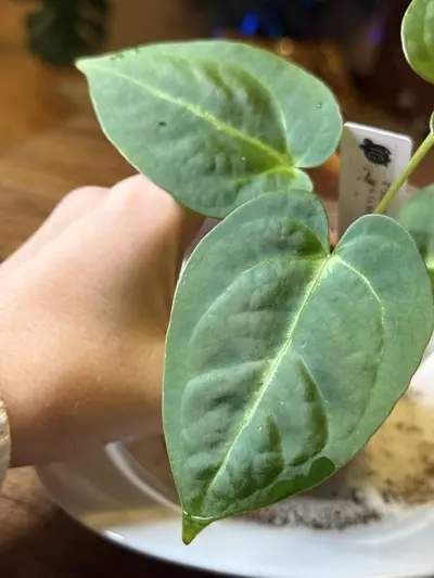 plant/A. Dress X x (Pap Legend x Rio WT)-2-thumbnail