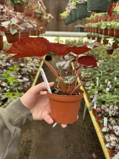 plant/Harmony‘s winter twilight 4 inch pot growers’s choice-5-thumbnail