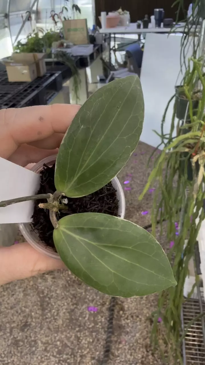 plant/PL3194: Hoya Blashernaezii Albo-0