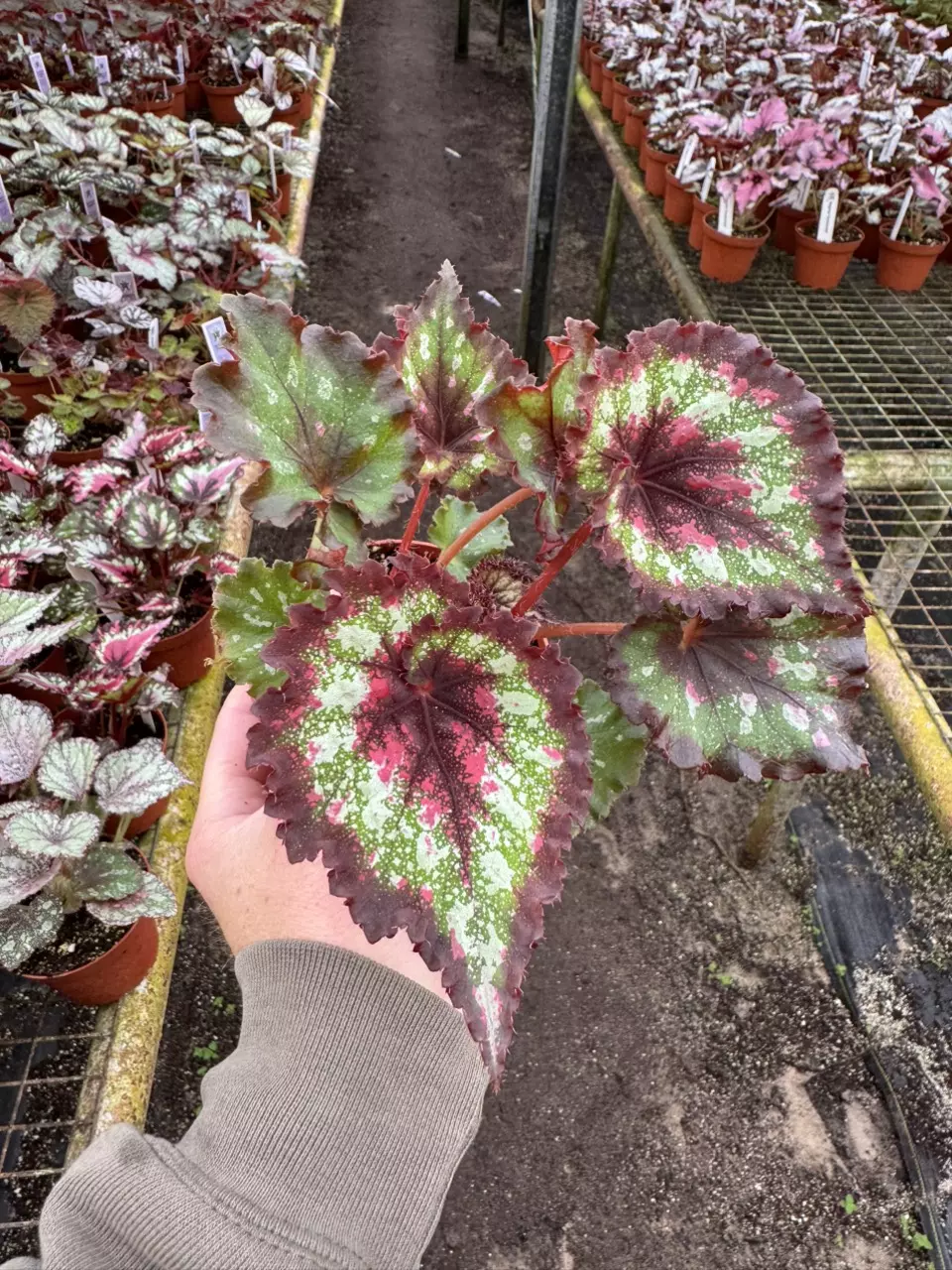 plant/Harmony’s hearts desire 4” pot growers choice-1