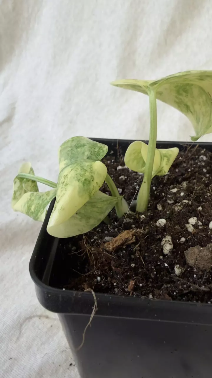 plant/Monstera Legacy - Exact Plant-4