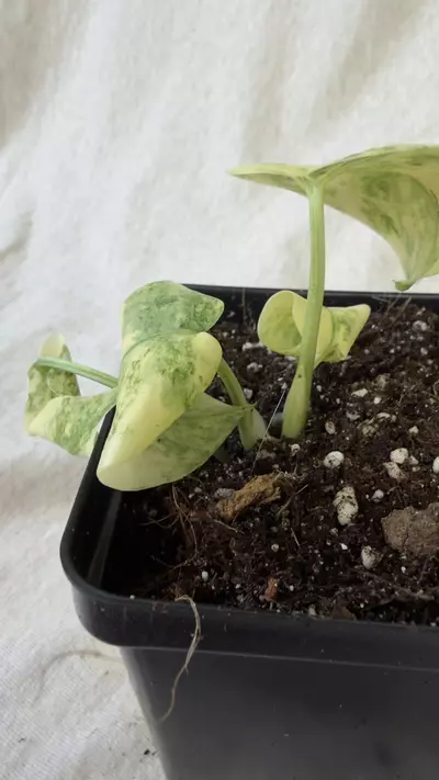 plant/Monstera Legacy - Exact Plant-4-thumbnail