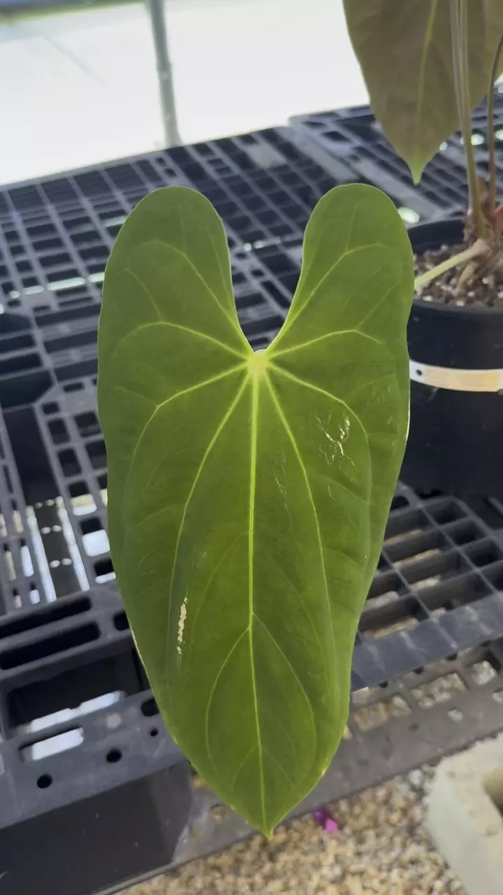 plant/SALE! PL3175: Anthuirum Pap x Fort Sherman-0