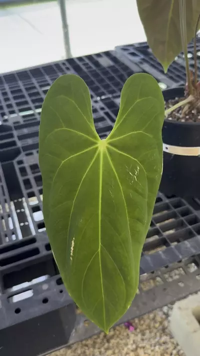 plant/SALE! PL3175: Anthuirum Pap x Fort Sherman-0-thumbnail