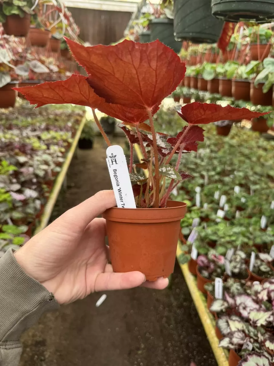 plant/Harmony‘s winter twilight 4 inch pot growers’s choice-6