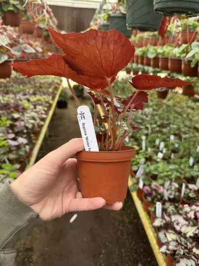 plant/Harmony‘s winter twilight 4 inch pot growers’s choice-6-thumbnail