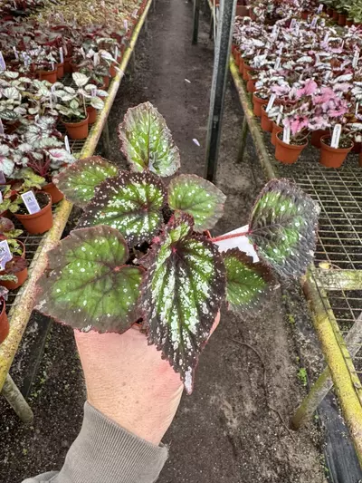 plant/Harmony’s nightfall 4” pot growers choice-4-thumbnail