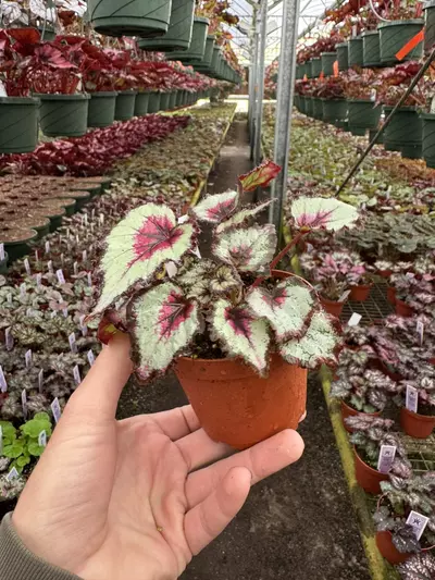 plant/Harmony’s bullseye 4” pot growers choice-5-thumbnail