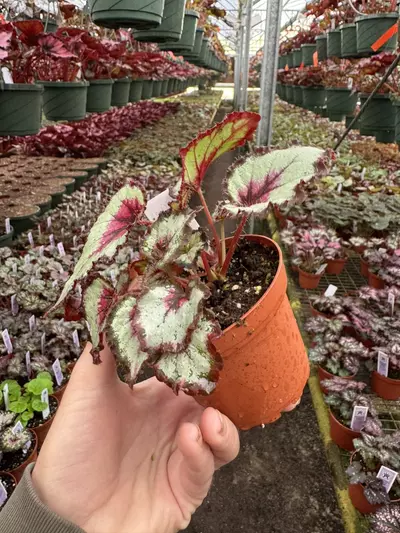 plant/Harmony’s bullseye 4” pot growers choice-4-thumbnail