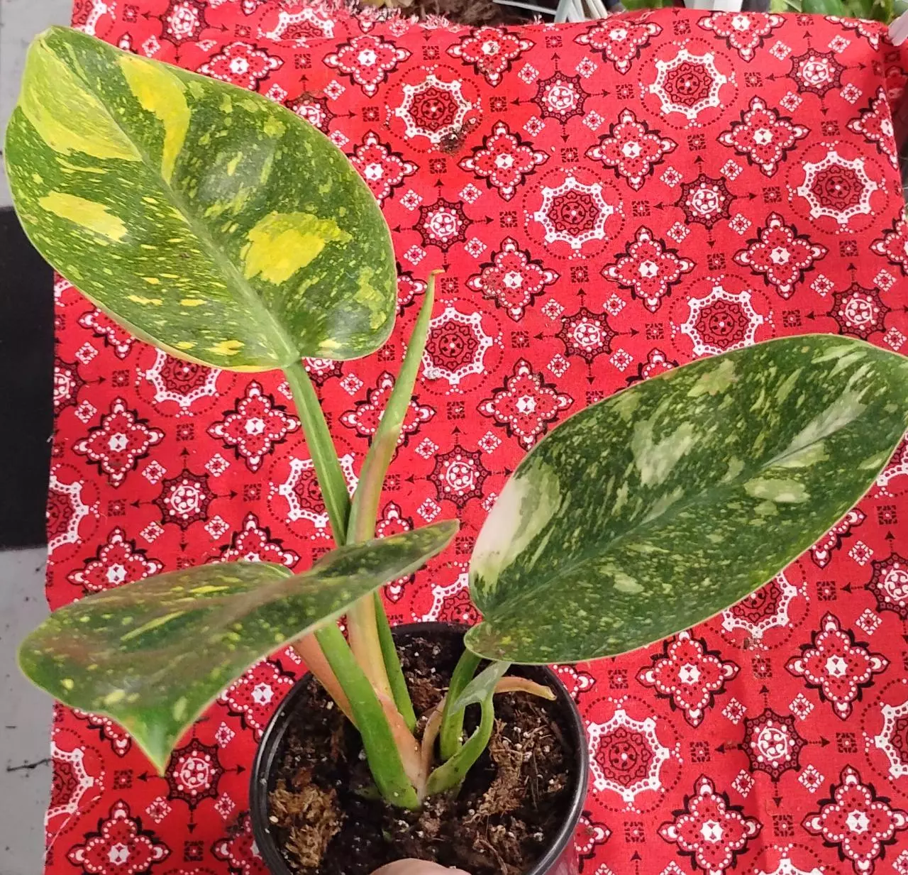 plant/Philodendron Green Congo nuclear-0
