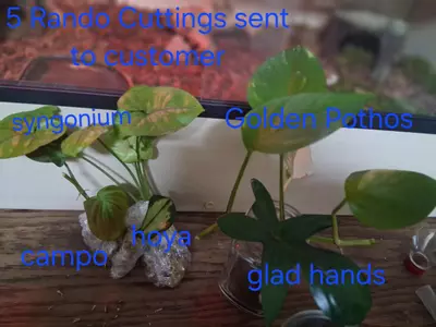 plant/5 Rando Cuttings (not included in BOGO special)-0-thumbnail