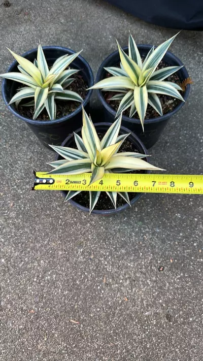 plant/Agave Snowglow half moon variegated-2-thumbnail