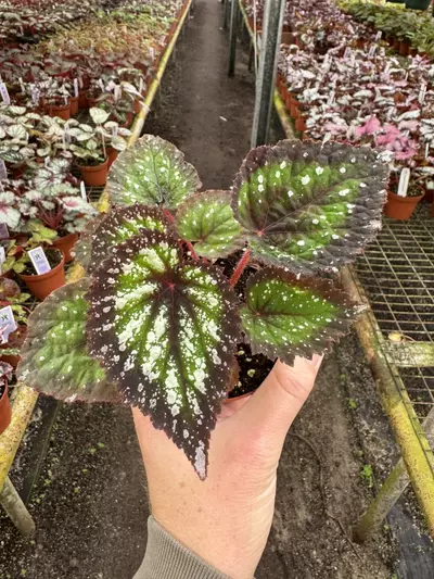 plant/Harmony’s nightfall 4” pot growers choice-0-thumbnail