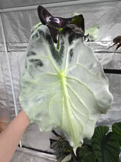 plant/Alocasia Venom Pup #0047-2-thumbnail