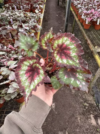 plant/Harmony’s hearts desire 4” pot growers choice-2-thumbnail