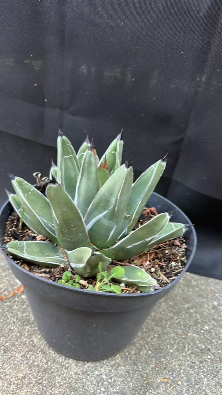 plant/Agave Nickelsea (wide leaf form)-0
