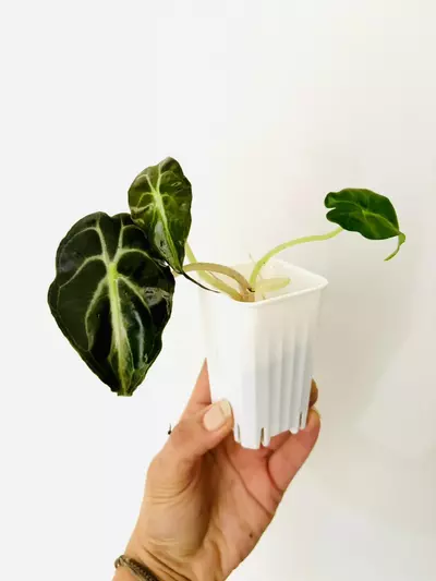 plant/Alocasia venom (GC)-2-thumbnail