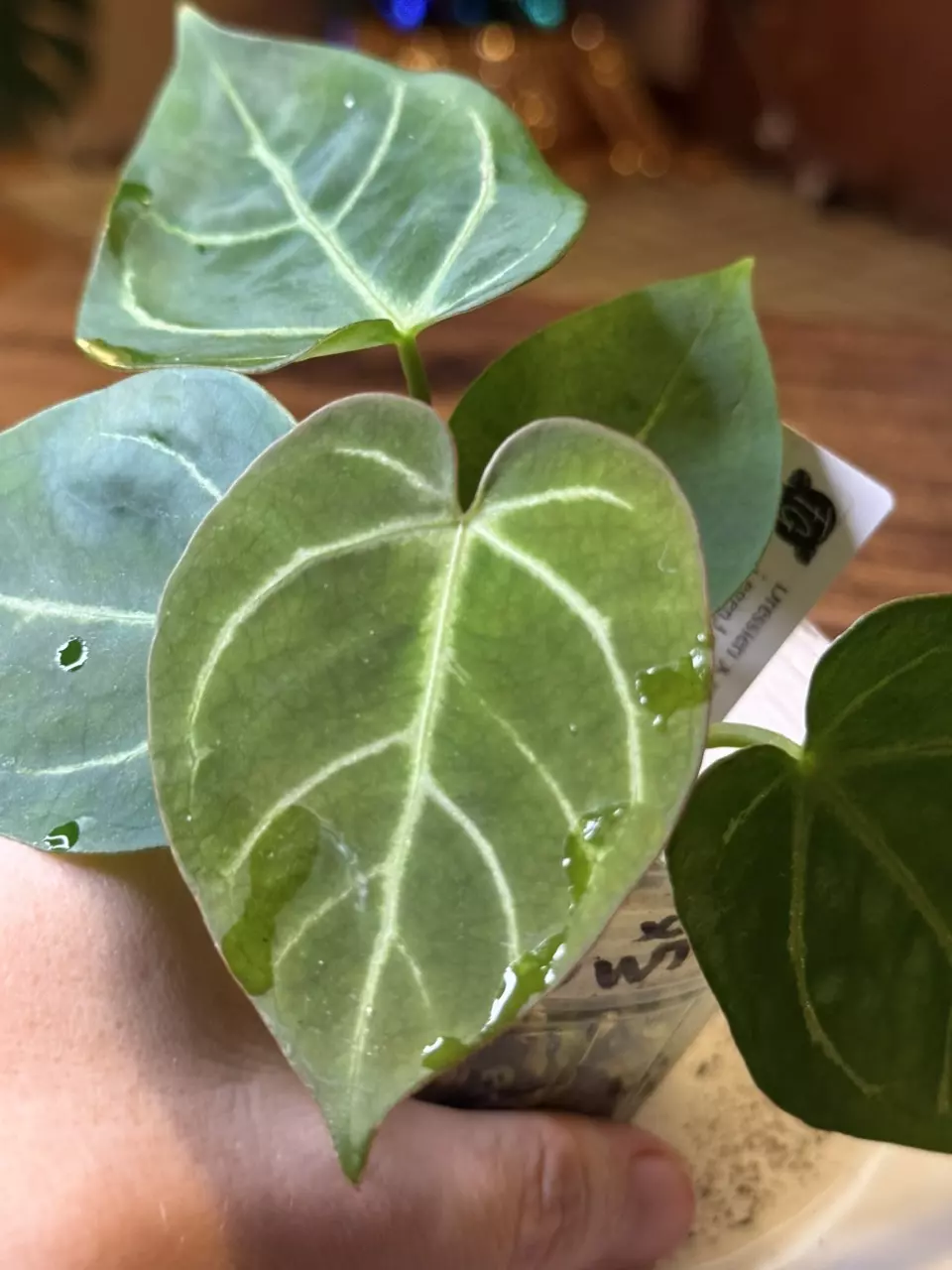 plant/A. Dress X x (Pap Legend x Rio WT)-1