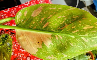 plant/Philodendron Green Congo nuclear-4-thumbnail