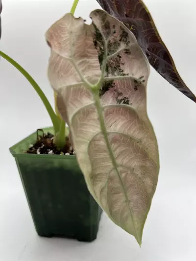 plant/Alocasia Watsoniana Pink Corms-2-thumbnail