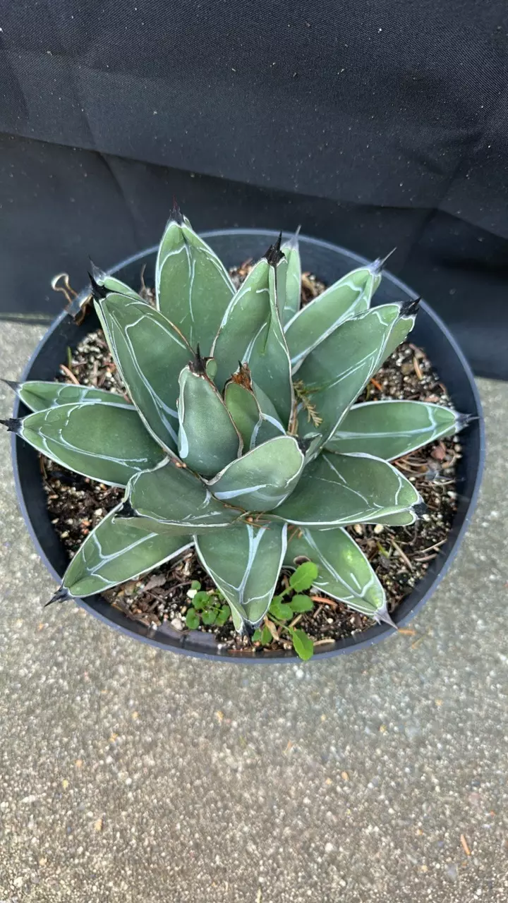 plant/Agave Nickelsea (wide leaf form)-1