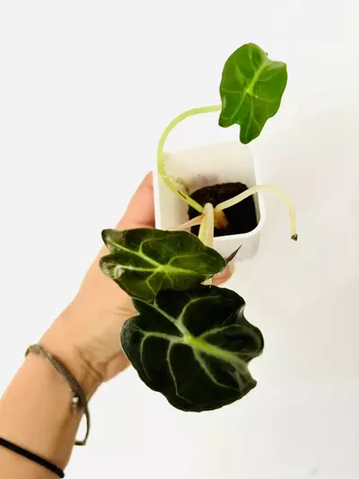 plant/Alocasia venom (GC)-3-thumbnail