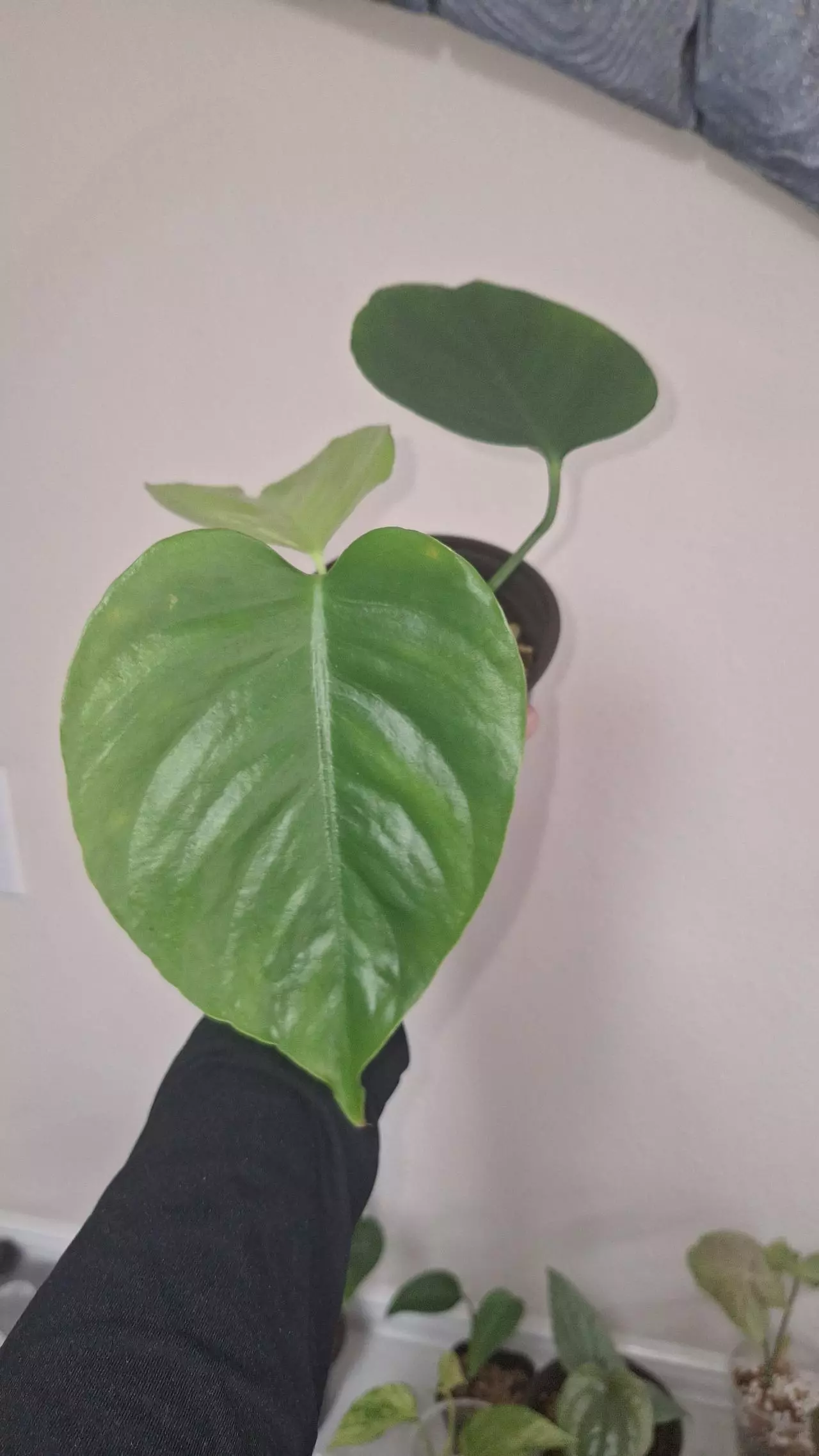 plant/Monstera Sierrana-1