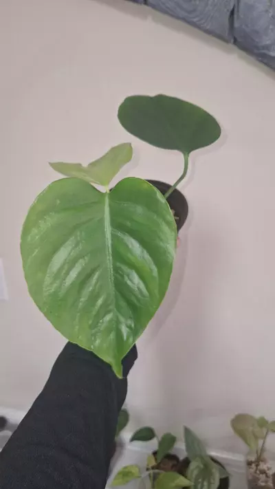 plant/Monstera Sierrana-1-thumbnail