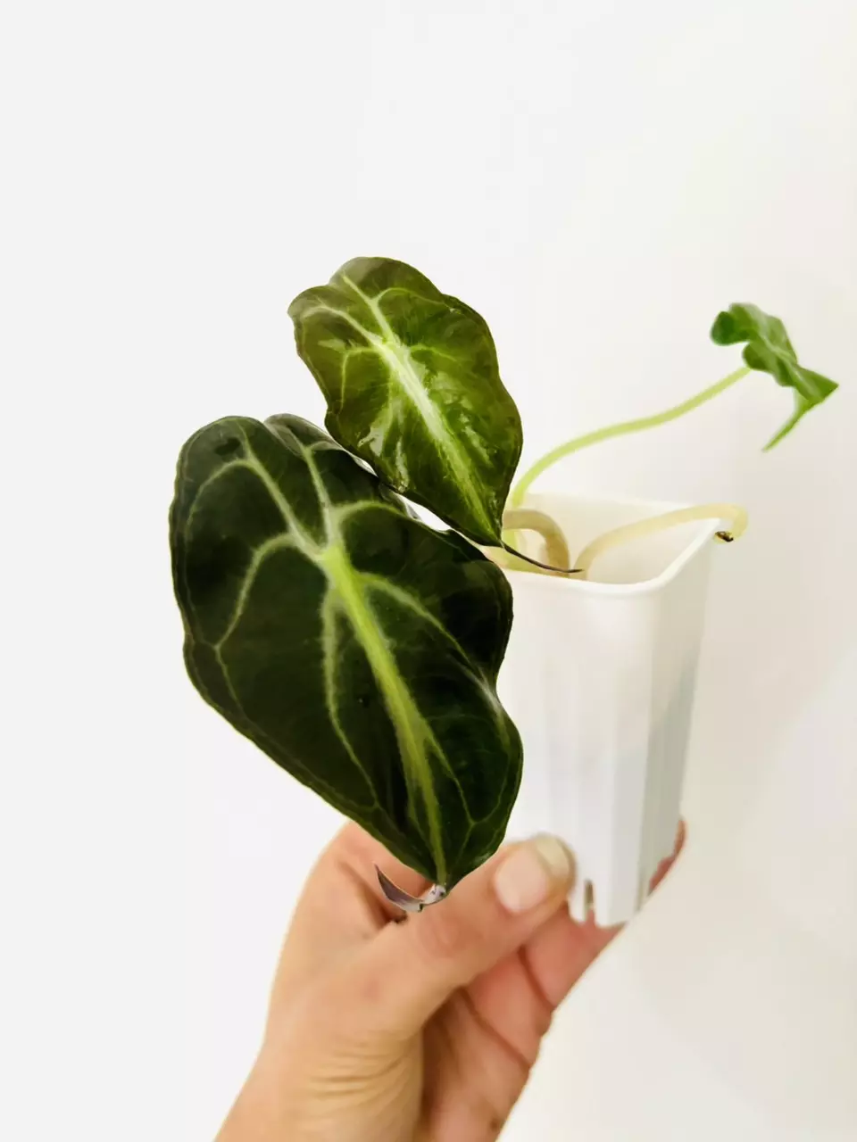 plant/Alocasia venom (GC)-1