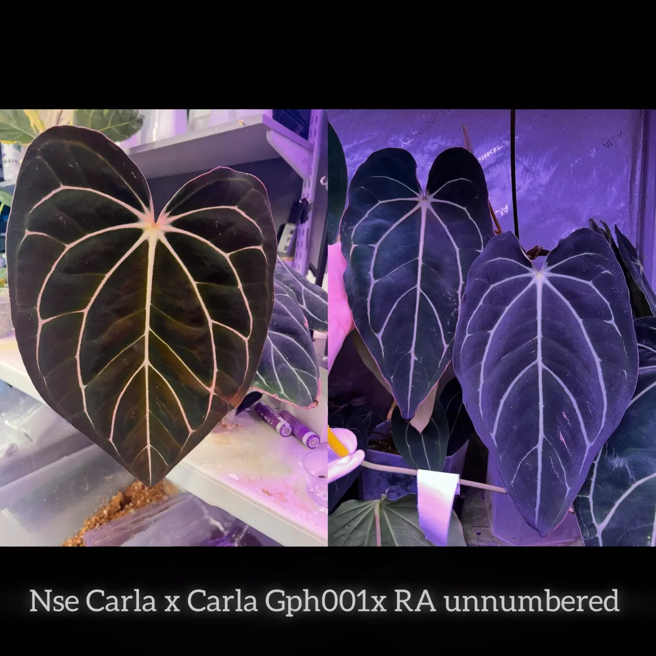 plant/(2 seeds) Nse Carla x Carla Gph001 x RA unnumbered-0