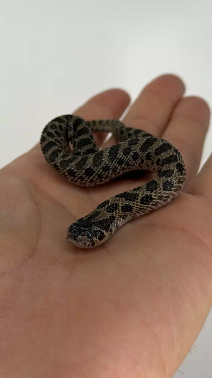 plant/Sable hognose male-0