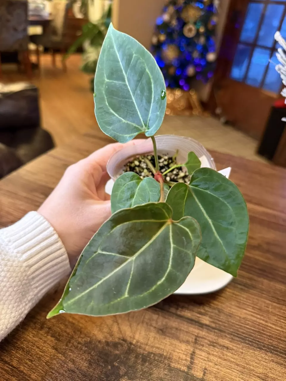 plant/A. Pap X x (DB Brielle x RC)-1