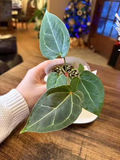 plant/A. Pap X x (DB Brielle x RC)-1-thumbnail