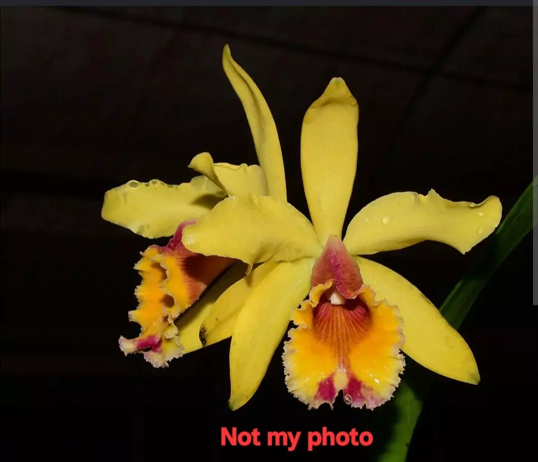 plant/Orchid Cattleya Aurora (1905) (Luteola x Dowiana)-1