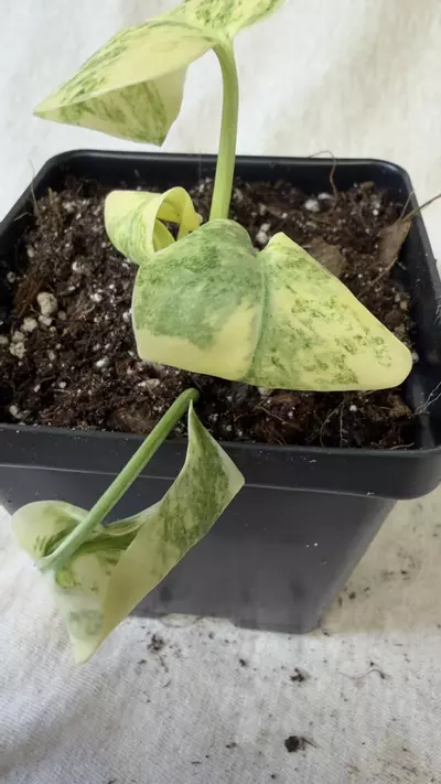 plant/Monstera Legacy - Exact Plant-2-thumbnail