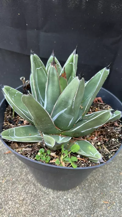 plant/Agave Nickelsea (wide leaf form)-2-thumbnail