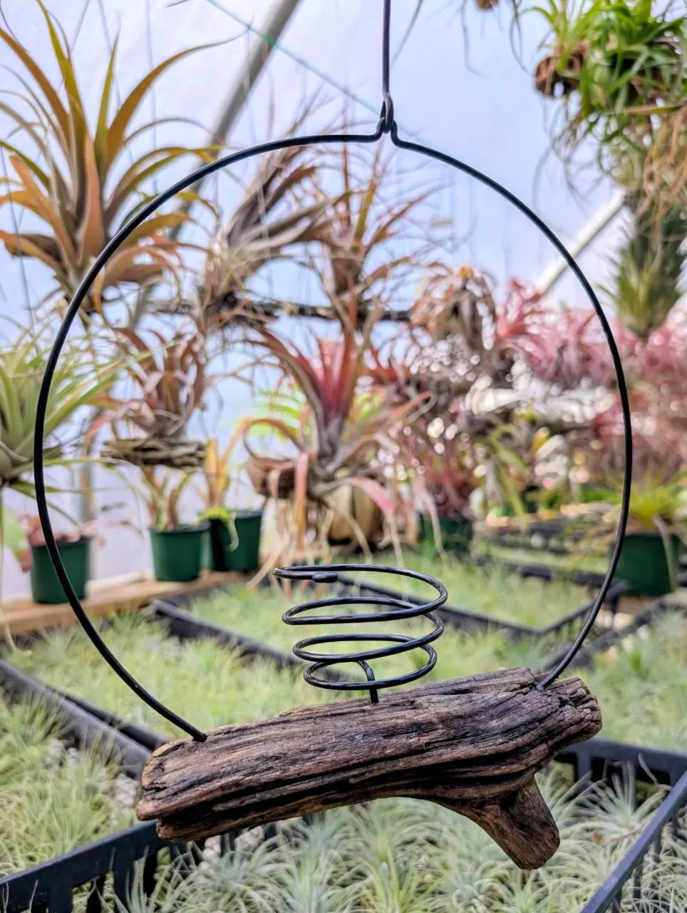 plant/H11 Driftwood w/ wire Airplant Hanger-0