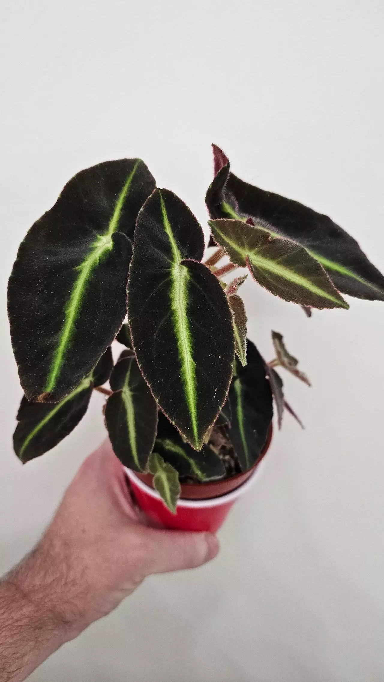 plant/Begonia Listada-2