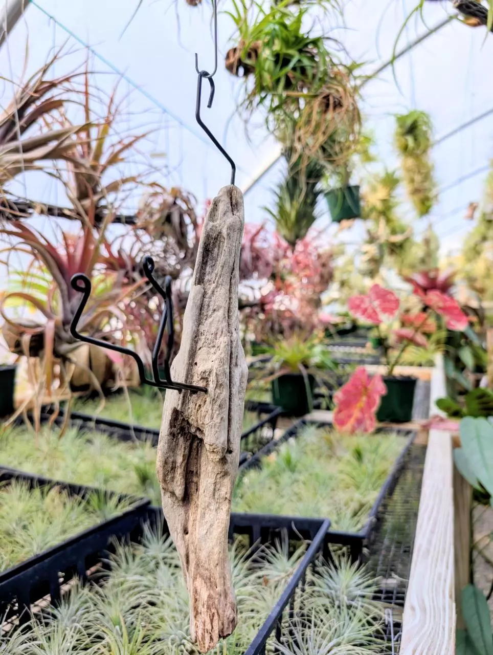 plant/H14 Driftwood w/ Wire Airplant Hanger-0