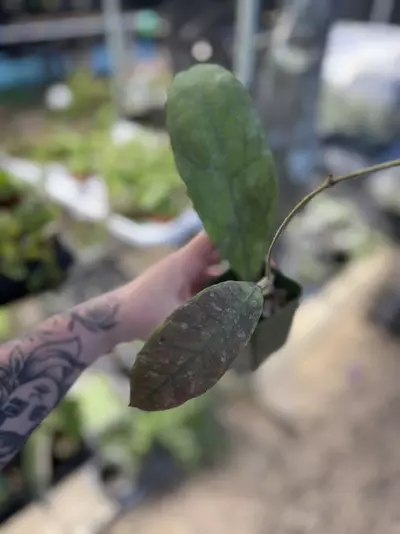 plant/SALE! Imperfect Hoya Perak Teddy Bear (red corona)-0-thumbnail