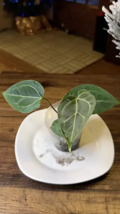 plant/A. Pap X x (DB Brielle x RC)-6-thumbnail