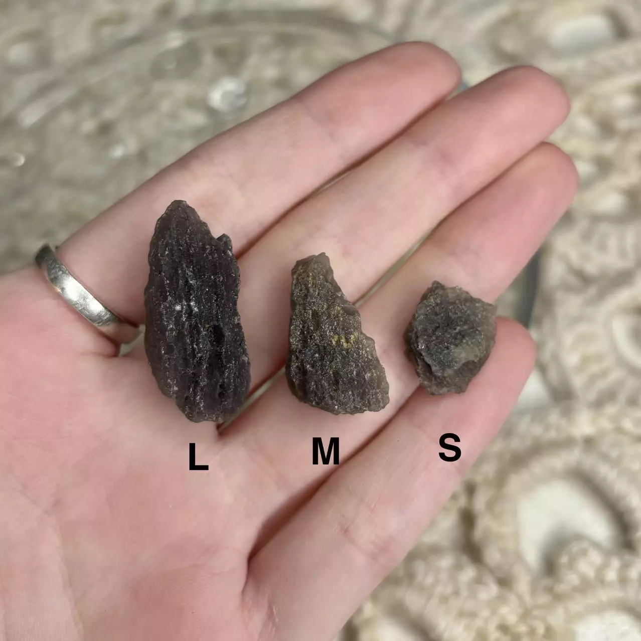 plant/Large Agni Manitite from Java Indonesia - Intuitively Chosen (1)-2