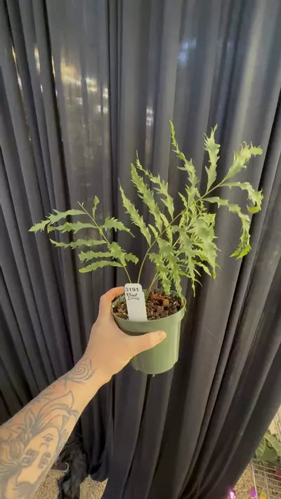 plant/PL3191: Drynaria Rigidula fern-0-thumbnail