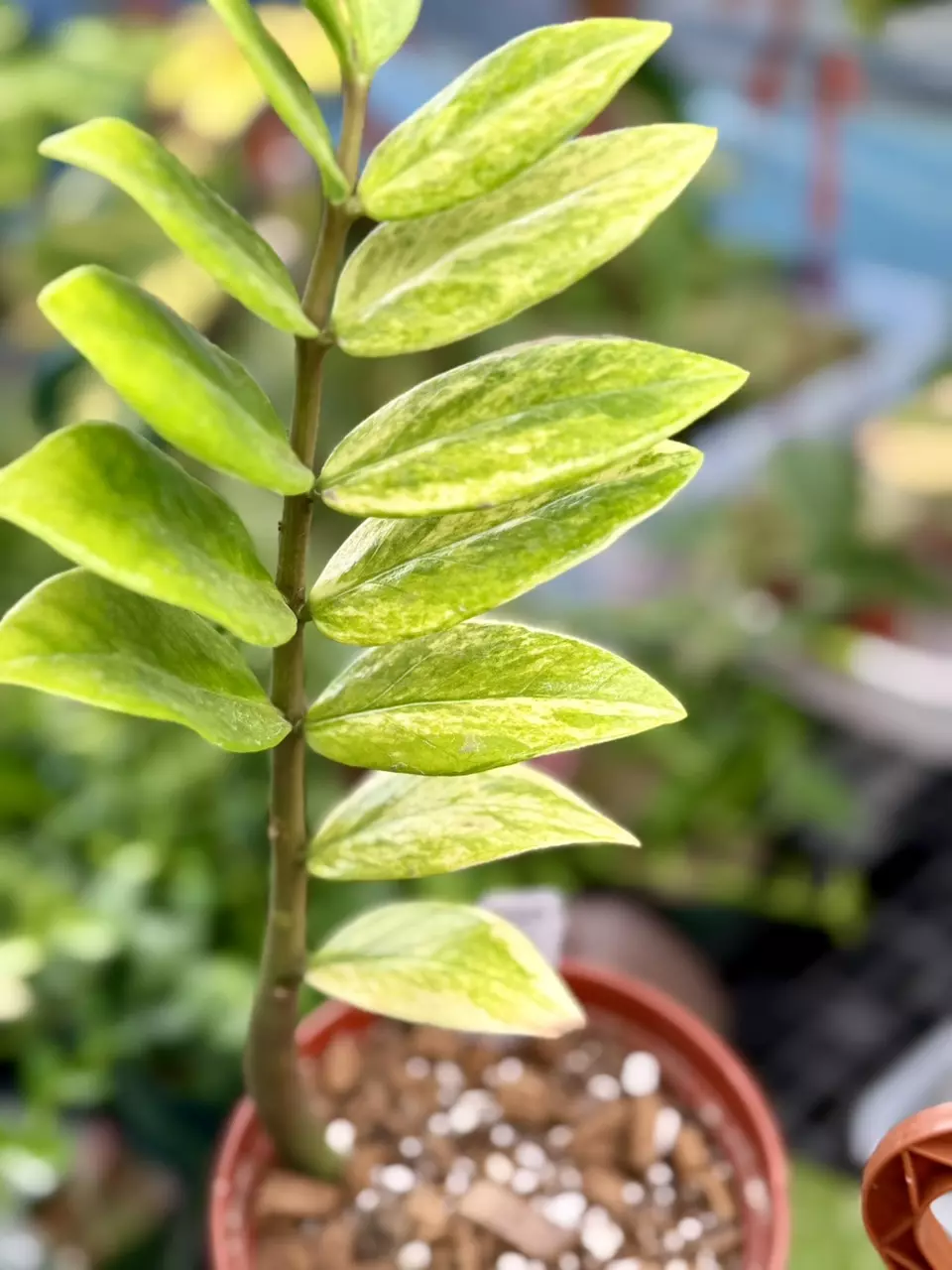 plant/PL3199: Variegated ZZ (slightly imperfect)-0