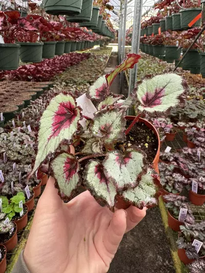 plant/Harmony’s bullseye 4” pot growers choice-3-thumbnail