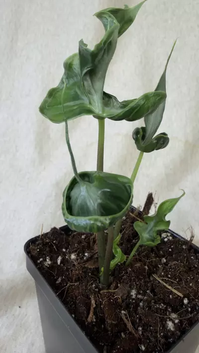 plant/Alocasia Teletubbies - Grower’s Choice-2-thumbnail