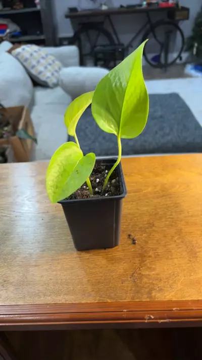 plant/Neon pothos-0-thumbnail
